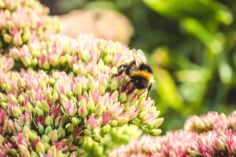 a bee that is on some pink flowers