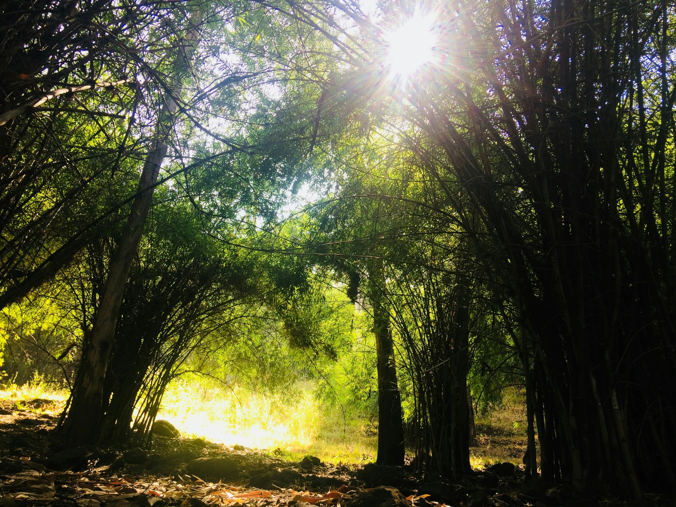 the sun shines through the nches of some trees