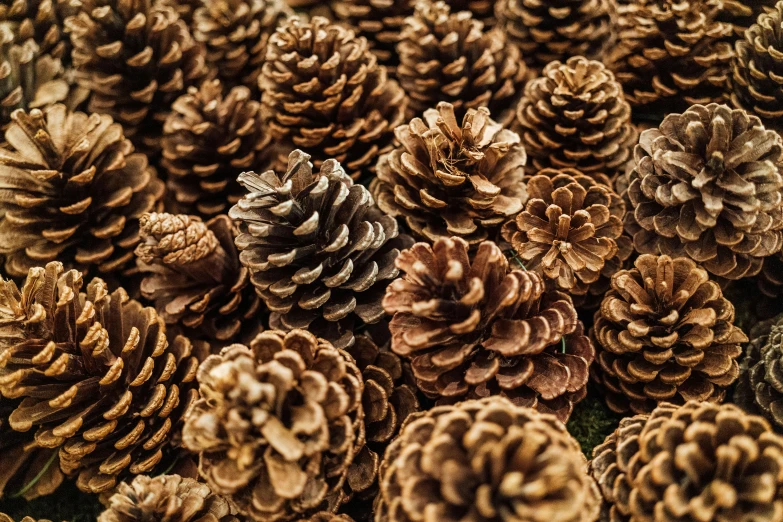 many pine cones that are laying on the ground