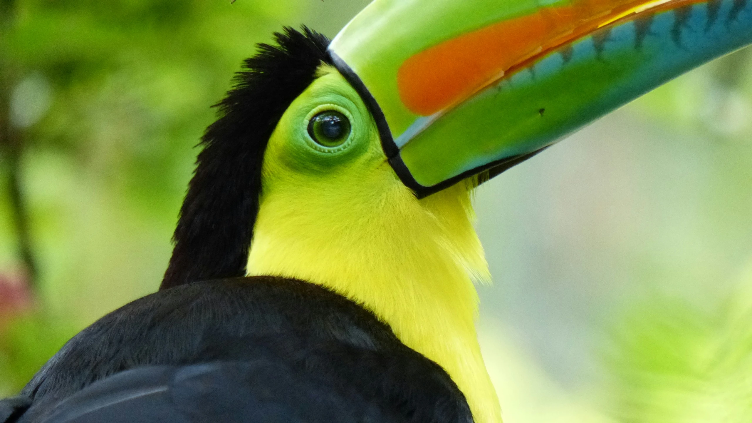 a close up of a colorful bird with black and yellow feathers