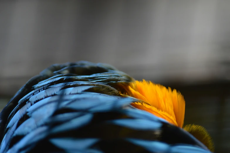 close up of a blue and yellow bird with feathers on it's back