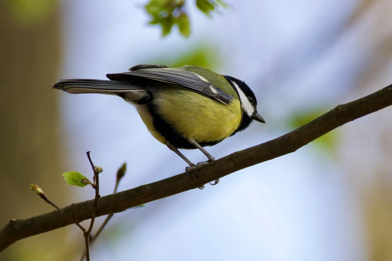 a yellow bird with white belly and black wings perched on a nch