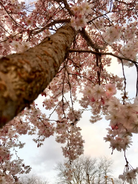 the view looking up at trees in blossom