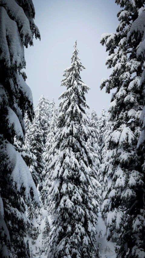 the trees are covered in snow on the road