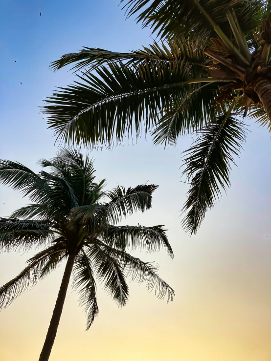 a large palm tree sitting below the sun