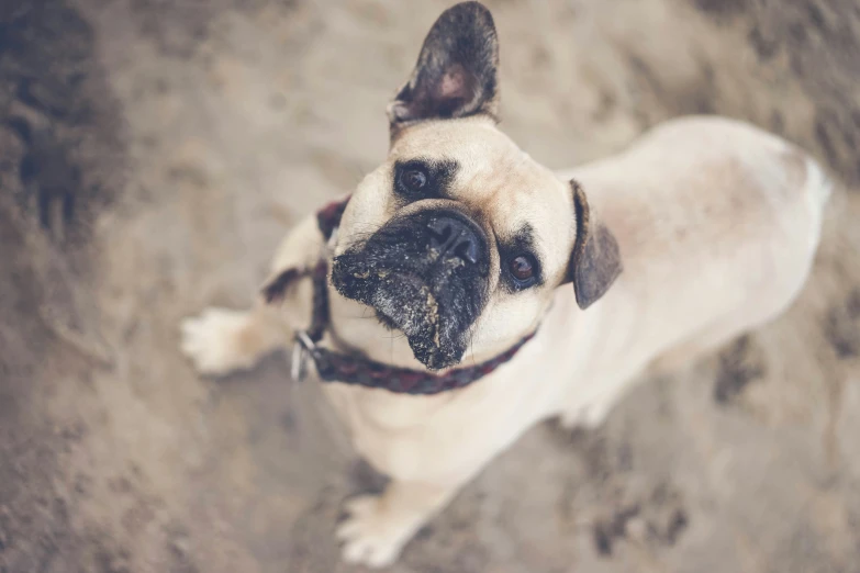 a dog has it's head turned to the camera