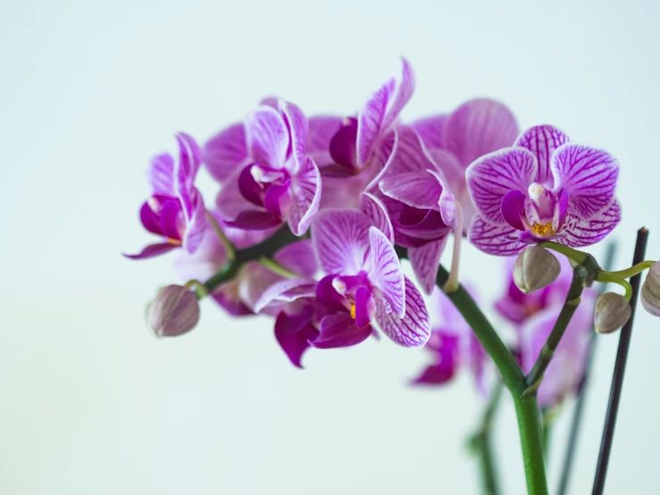 purple orchids stand still in front of a white wall