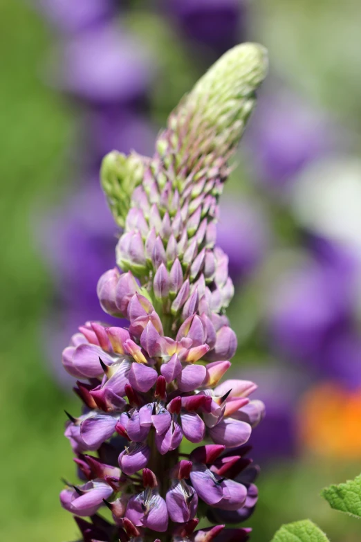 this is an image of purple flowers in bloom