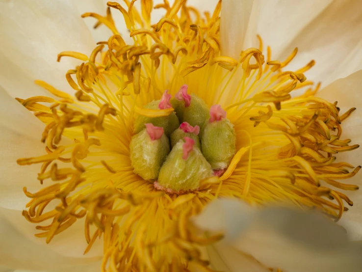 an open flower with three pink buds attached