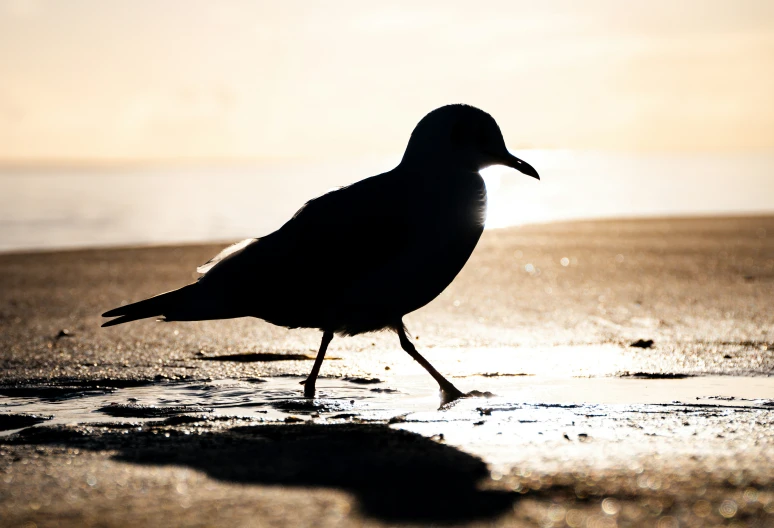the bird is walking across the wet sand