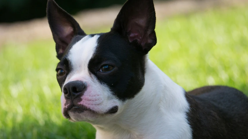 a small boston terrier is looking into the distance