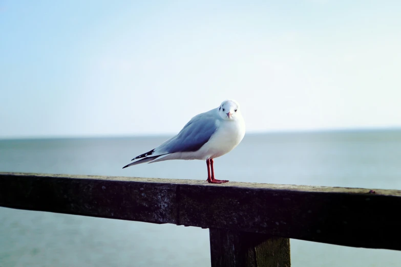a seagull sitting on top of a fence overlooking a large body of water
