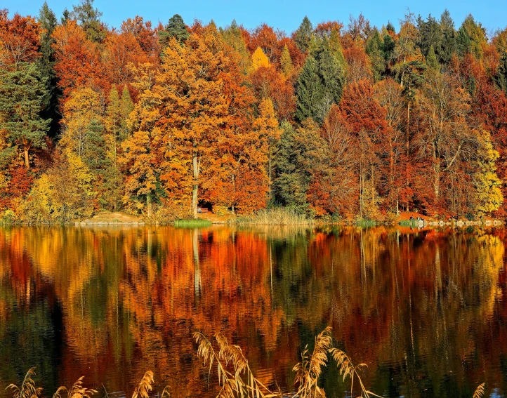 an autumn forest reflected in a lake