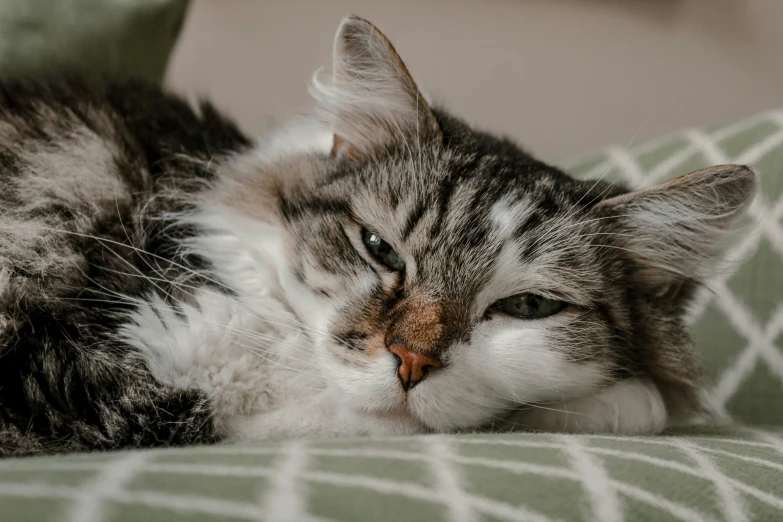 a black grey and white cat lying on a green and white blanket