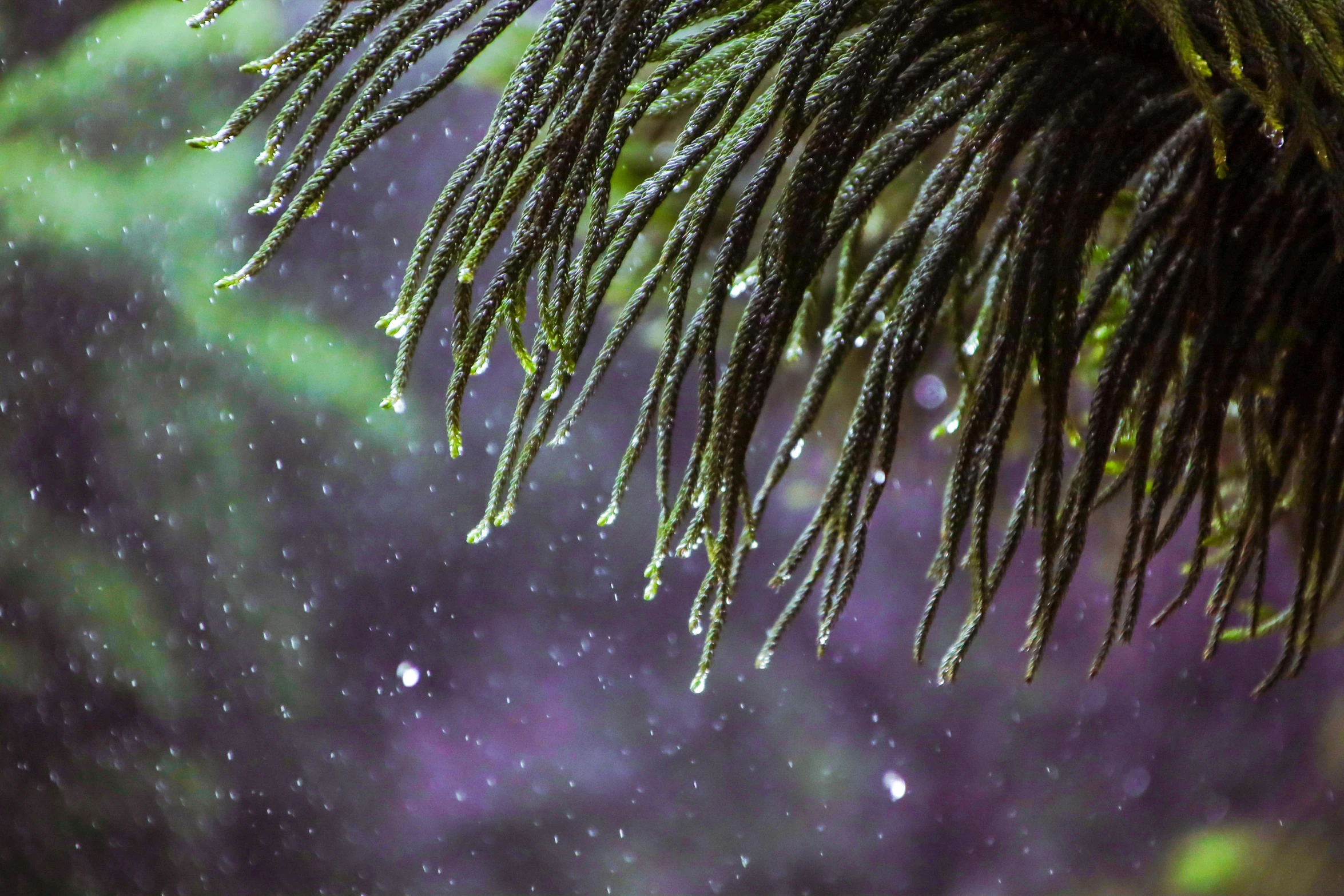 a green nch of a palm tree in the rain