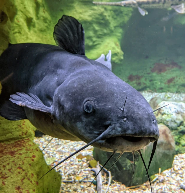 a fish with long beak and spikes coming out of it's mouth