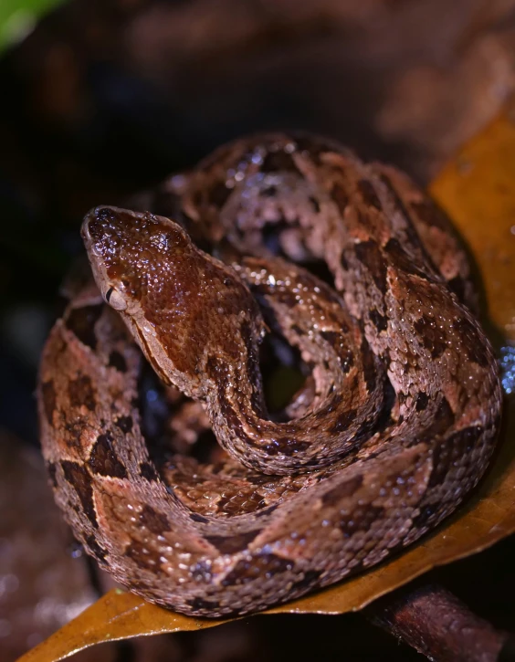 a large snake is curled up against some leaves