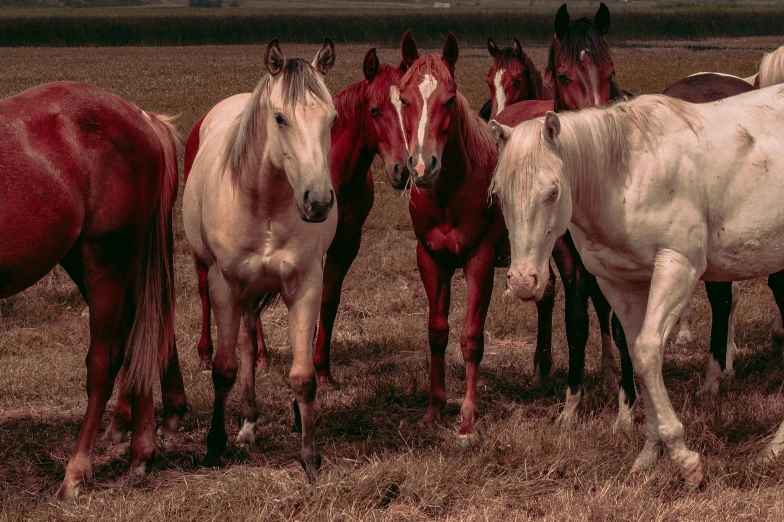 horses standing together outside in a grassy field
