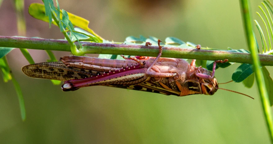 a bug is climbing up the leaf stem of a plant