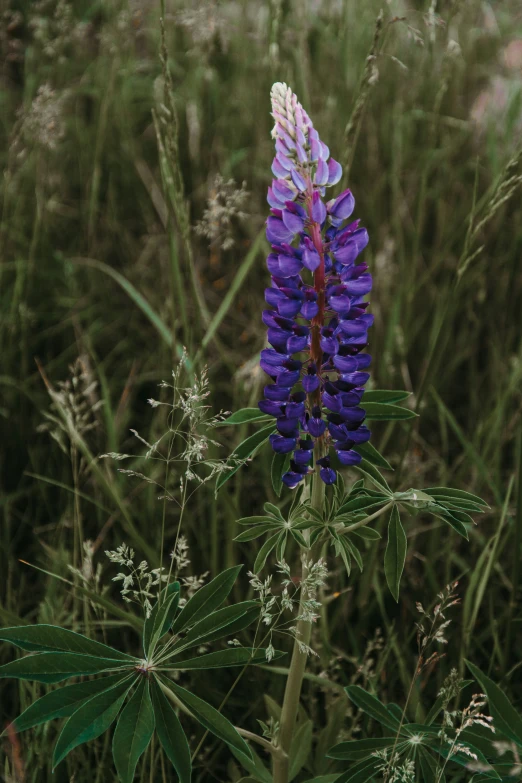 purple flowers and plants in an outdoor area