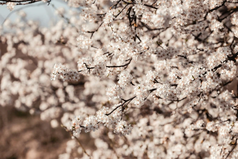 the back side of a blossoming tree with small white flowers