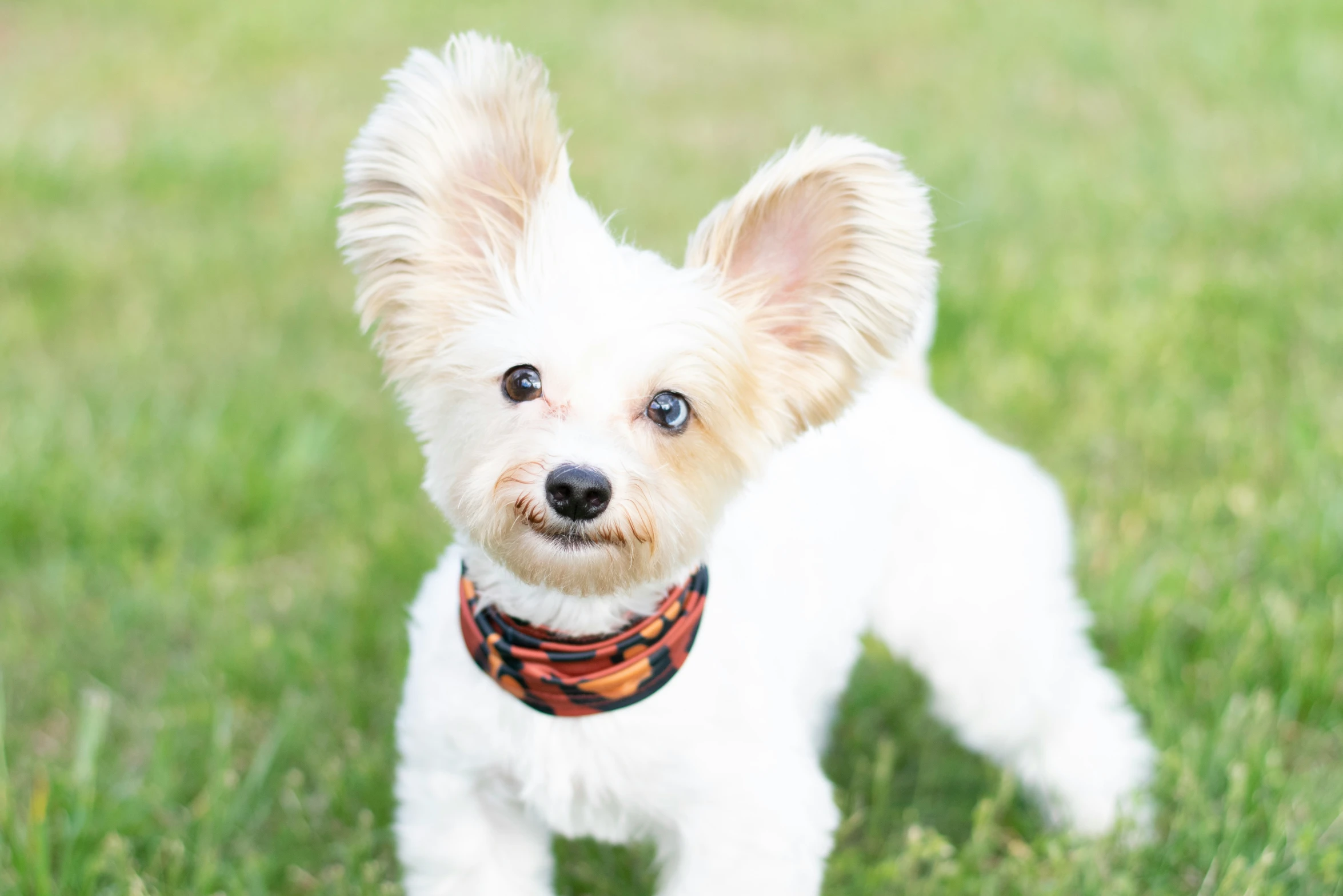 a white dog with blonde hair is standing in the grass