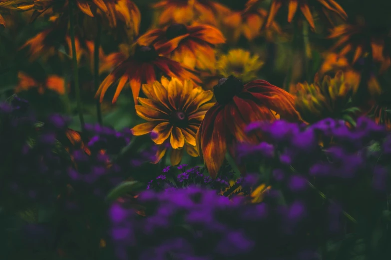 a field filled with different flowers that are purple