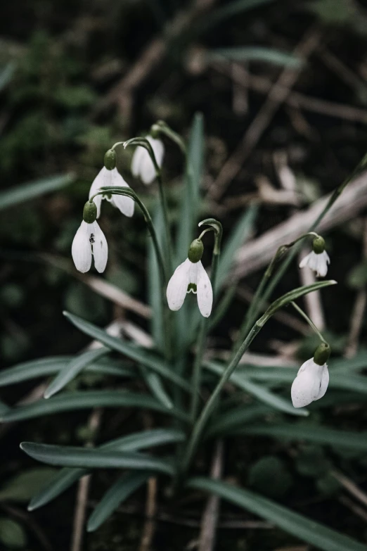 there are white flowers that are growing from the ground