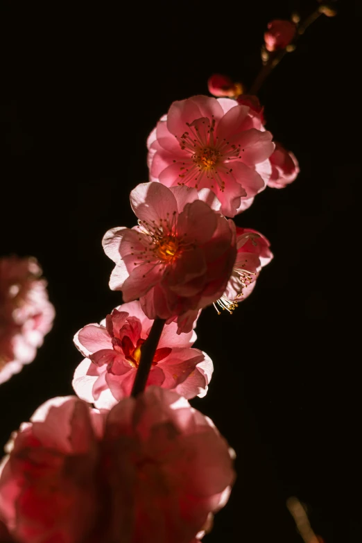 the pink flowers on the stem are blooming