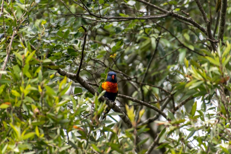 a small bird is sitting on the nch