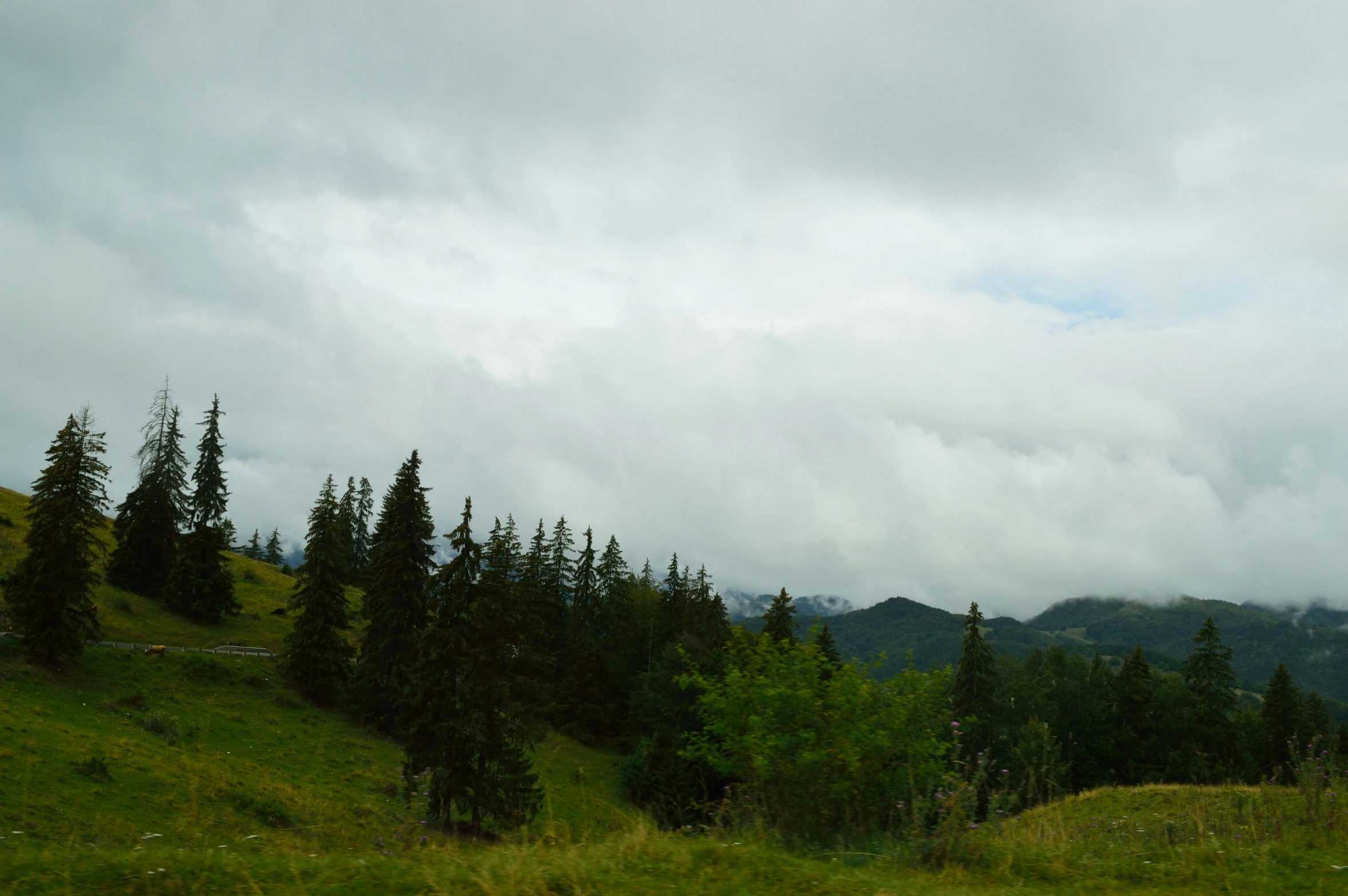 a field with a lush green hillside surrounded by trees