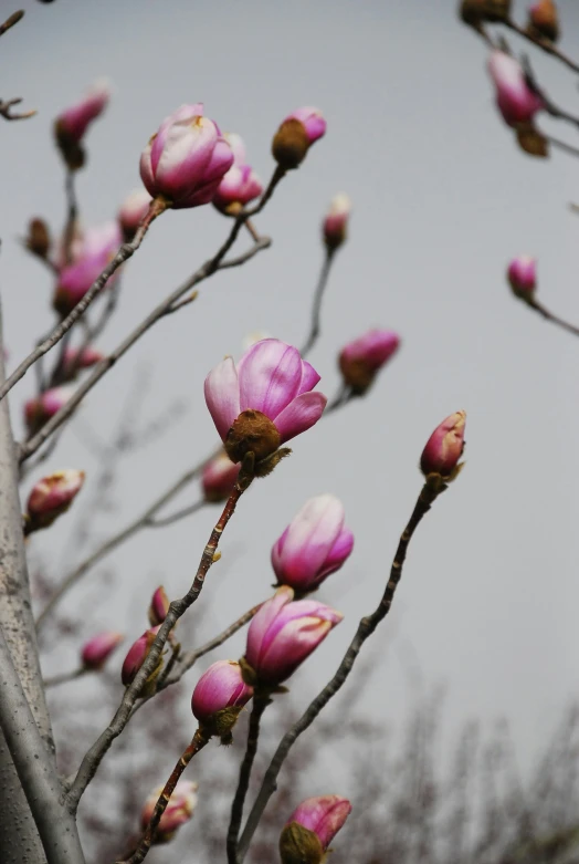 pink blossoms on a tree in the winter