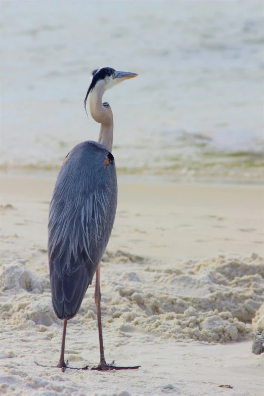 a large bird standing on the beach with sand