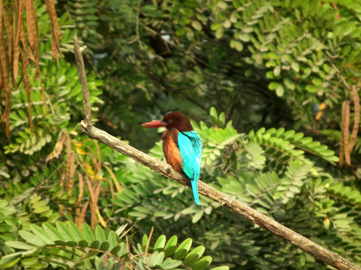 a small bird is sitting on the nch of a tree