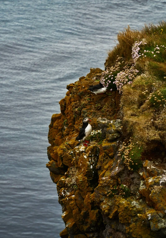 birds perched on the edge of a cliff