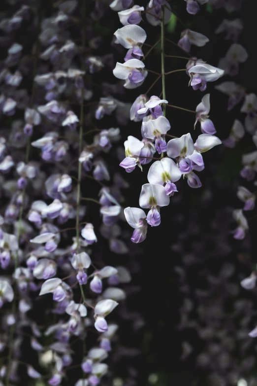 the large flowers of purple flowers are still blooming