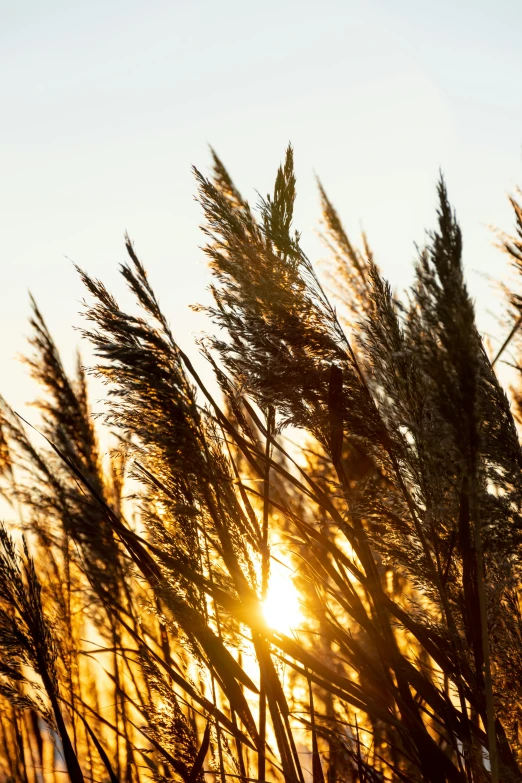 the sun shining through the tall grasses