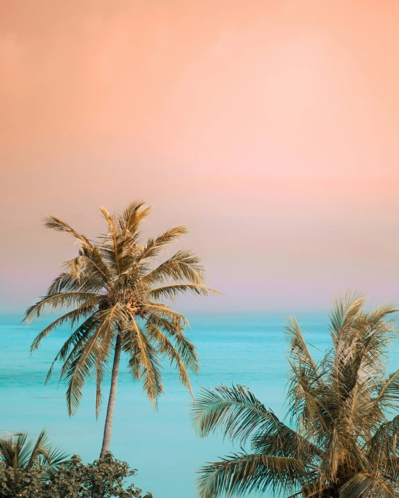 trees in front of the ocean under a pink sky