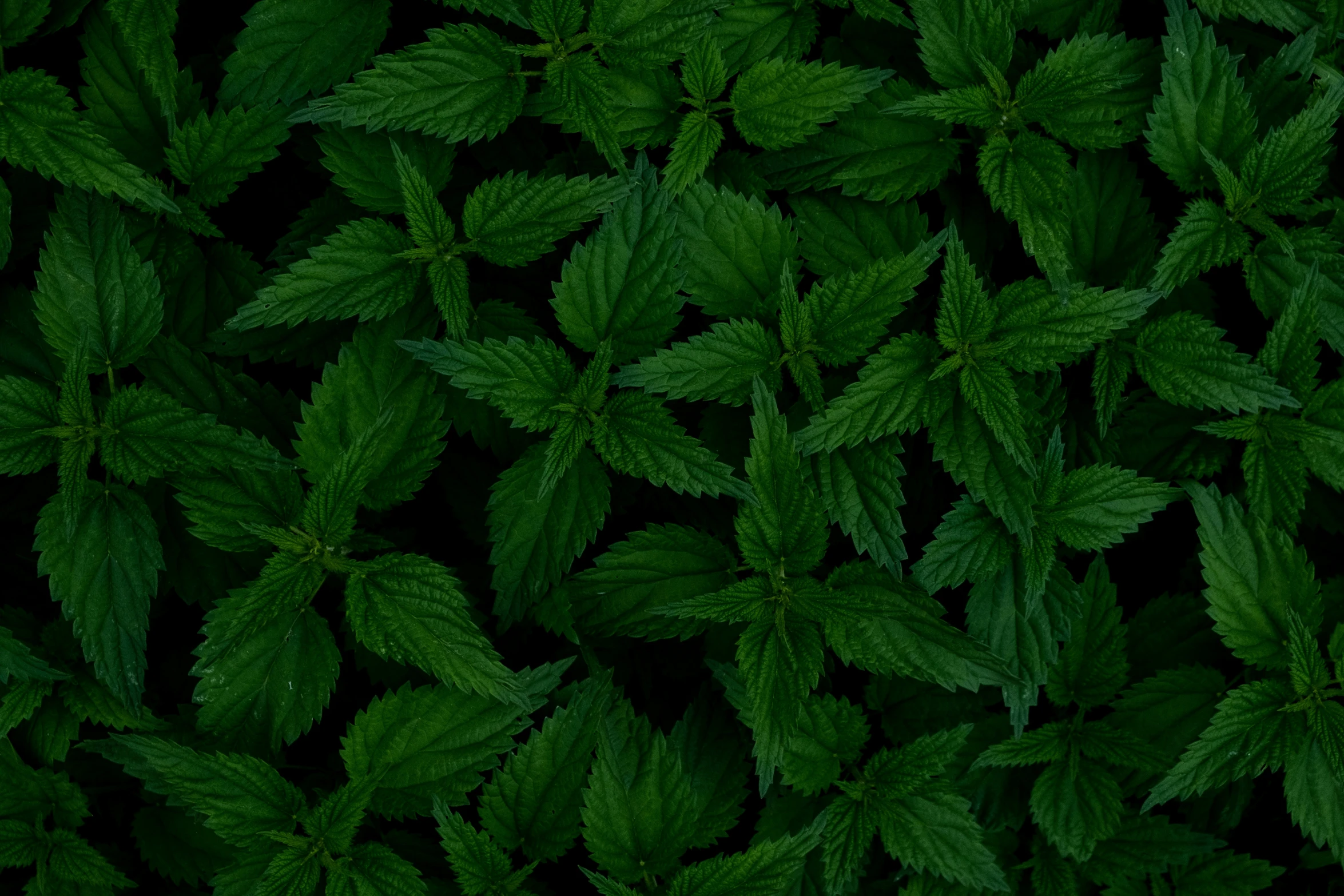 a group of green plants with leaves in the middle