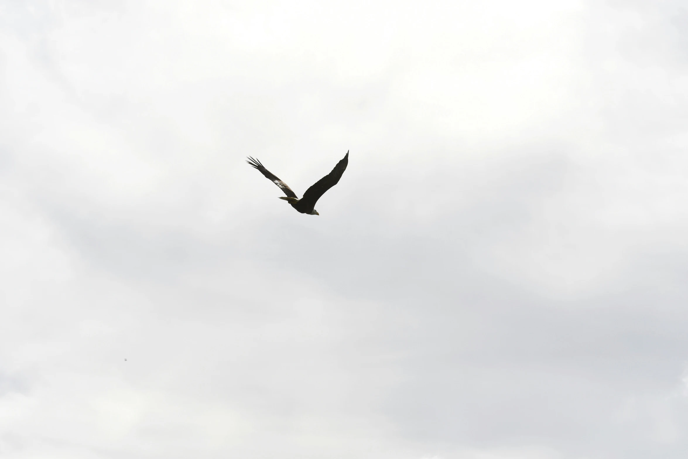 bird soaring in air on cloudy day