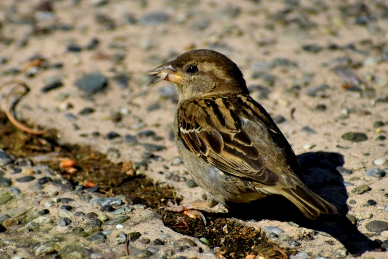 a brown bird standing on top of a gravel road