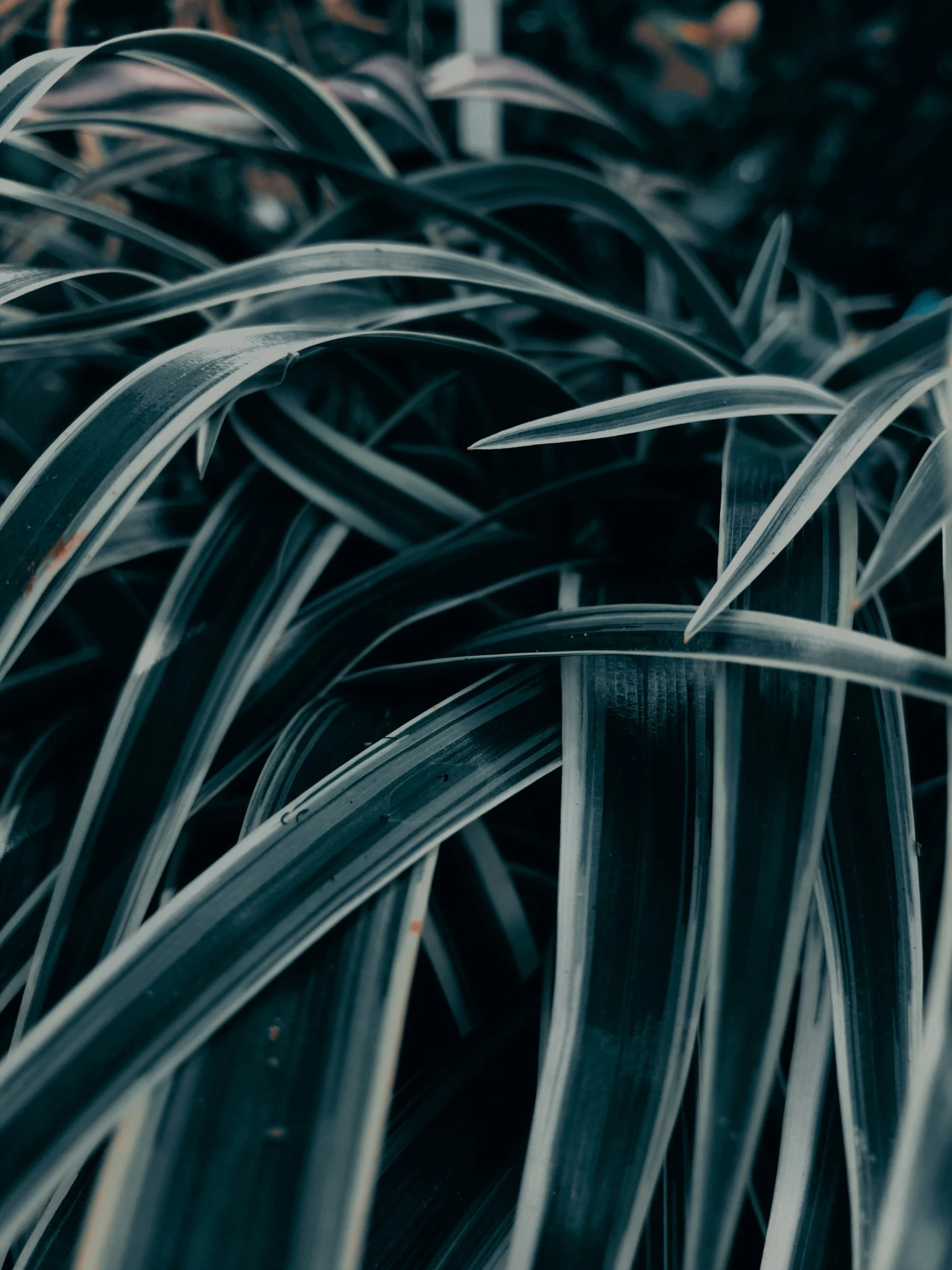 close up of a bushy grass plant with little leaves