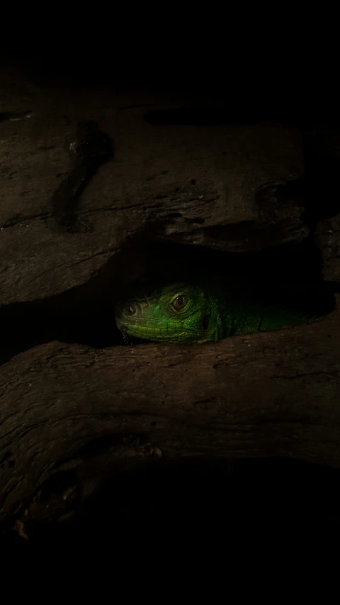 the lizard is laying on the wood in the dark