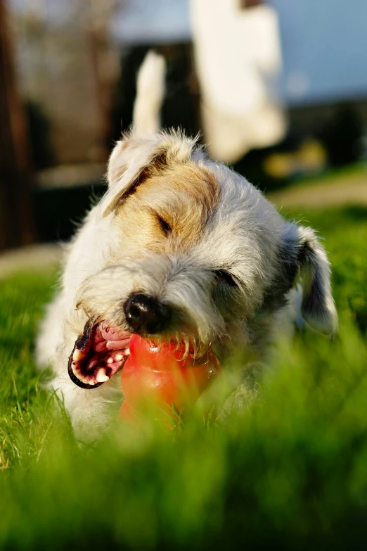 a dog playing in the grass with an orange frisbee