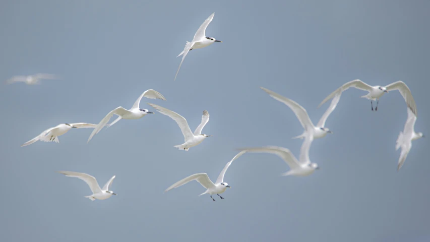 many white birds flying through the air