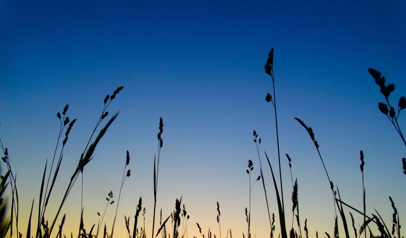 the tall grass is silhouetted against the evening sky
