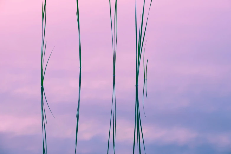 a tall grass plant sitting under a purple sky