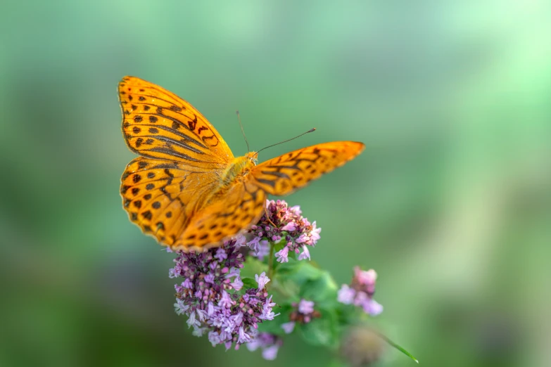 a bright orange erfly is perched on some pink flowers