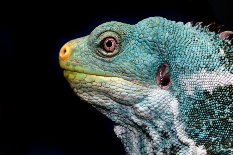 close up picture of green and black lizard head