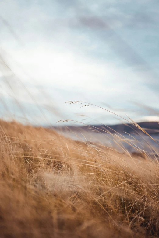 a blurry po of tall, brown grass in the middle of the day